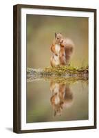 Red Squirrel (Sciurus Vulgaris) at Woodland Pool, Feeding on Nut, Scotland, UK-Mark Hamblin-Framed Premium Photographic Print