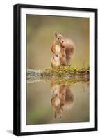 Red Squirrel (Sciurus Vulgaris) at Woodland Pool, Feeding on Nut, Scotland, UK-Mark Hamblin-Framed Premium Photographic Print