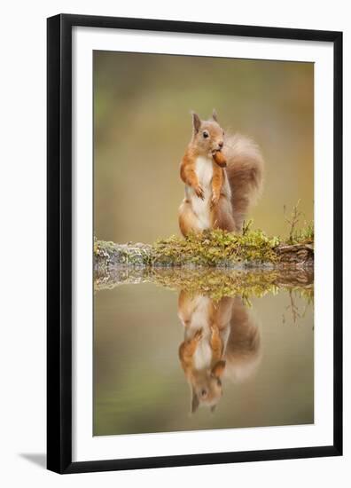 Red Squirrel (Sciurus Vulgaris) at Woodland Pool, Feeding on Nut, Scotland, UK-Mark Hamblin-Framed Premium Photographic Print