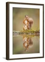 Red Squirrel (Sciurus Vulgaris) at Woodland Pool, Feeding on Nut, Scotland, UK-Mark Hamblin-Framed Premium Photographic Print