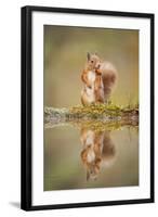 Red Squirrel (Sciurus Vulgaris) at Woodland Pool, Feeding on Nut, Scotland, UK-Mark Hamblin-Framed Premium Photographic Print
