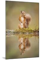 Red Squirrel (Sciurus Vulgaris) at Woodland Pool, Feeding on Nut, Scotland, UK-Mark Hamblin-Mounted Premium Photographic Print
