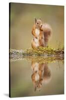 Red Squirrel (Sciurus Vulgaris) at Woodland Pool, Feeding on Nut, Scotland, UK-Mark Hamblin-Stretched Canvas