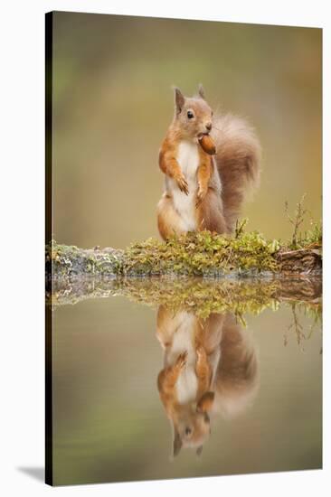 Red Squirrel (Sciurus Vulgaris) at Woodland Pool, Feeding on Nut, Scotland, UK-Mark Hamblin-Stretched Canvas