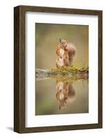 Red Squirrel (Sciurus Vulgaris) at Woodland Pool, Feeding on Nut, Scotland, UK-Mark Hamblin-Framed Photographic Print