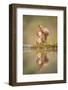 Red Squirrel (Sciurus Vulgaris) at Woodland Pool, Feeding on Nut, Scotland, UK-Mark Hamblin-Framed Photographic Print