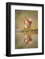 Red Squirrel (Sciurus Vulgaris) at Woodland Pool, Feeding on Nut, Scotland, UK-Mark Hamblin-Framed Photographic Print