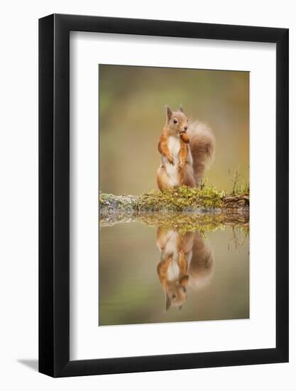 Red Squirrel (Sciurus Vulgaris) at Woodland Pool, Feeding on Nut, Scotland, UK-Mark Hamblin-Framed Photographic Print