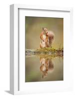 Red Squirrel (Sciurus Vulgaris) at Woodland Pool, Feeding on Nut, Scotland, UK-Mark Hamblin-Framed Photographic Print