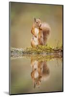 Red Squirrel (Sciurus Vulgaris) at Woodland Pool, Feeding on Nut, Scotland, UK-Mark Hamblin-Mounted Photographic Print