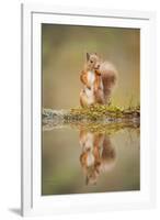 Red Squirrel (Sciurus Vulgaris) at Woodland Pool, Feeding on Nut, Scotland, UK-Mark Hamblin-Framed Photographic Print