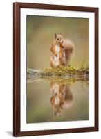 Red Squirrel (Sciurus Vulgaris) at Woodland Pool, Feeding on Nut, Scotland, UK-Mark Hamblin-Framed Photographic Print