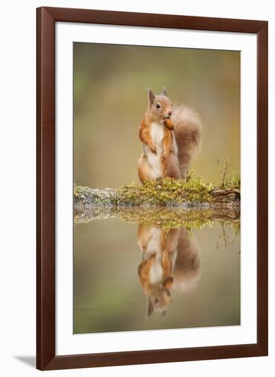 Red Squirrel (Sciurus Vulgaris) at Woodland Pool, Feeding on Nut, Scotland, UK-Mark Hamblin-Framed Photographic Print