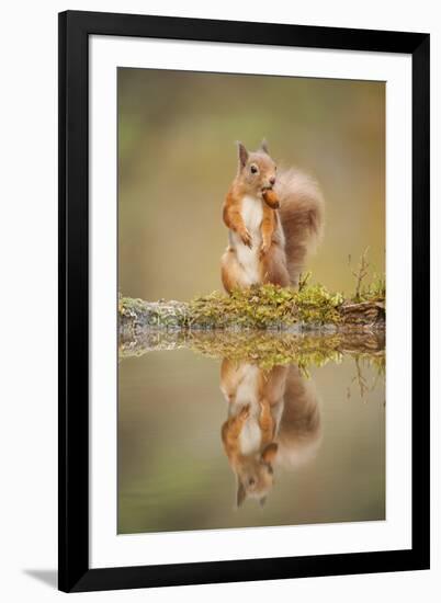 Red Squirrel (Sciurus Vulgaris) at Woodland Pool, Feeding on Nut, Scotland, UK-Mark Hamblin-Framed Photographic Print