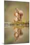 Red Squirrel (Sciurus Vulgaris) at Woodland Pool, Feeding on Nut, Scotland, UK-Mark Hamblin-Mounted Photographic Print