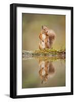 Red Squirrel (Sciurus Vulgaris) at Woodland Pool, Feeding on Nut, Scotland, UK-Mark Hamblin-Framed Photographic Print