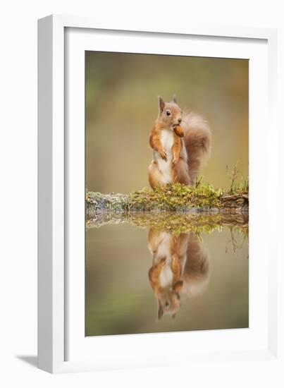 Red Squirrel (Sciurus Vulgaris) at Woodland Pool, Feeding on Nut, Scotland, UK-Mark Hamblin-Framed Photographic Print