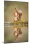 Red Squirrel (Sciurus Vulgaris) at Woodland Pool, Feeding on Nut, Scotland, UK-Mark Hamblin-Mounted Photographic Print