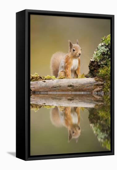 Red Squirrel (Sciurus Vulgaris) at Woodland Pool, Scotland, UK, November-Mark Hamblin-Framed Stretched Canvas