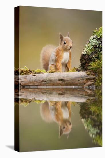 Red Squirrel (Sciurus Vulgaris) at Woodland Pool, Scotland, UK, November-Mark Hamblin-Stretched Canvas