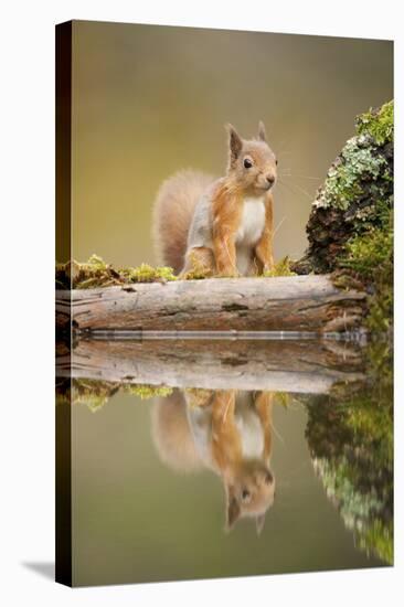 Red Squirrel (Sciurus Vulgaris) at Woodland Pool, Scotland, UK, November-Mark Hamblin-Stretched Canvas