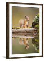 Red Squirrel (Sciurus Vulgaris) at Woodland Pool, Scotland, UK, November-Mark Hamblin-Framed Premium Photographic Print