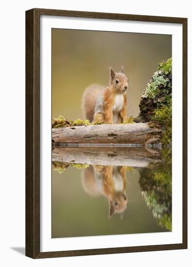 Red Squirrel (Sciurus Vulgaris) at Woodland Pool, Scotland, UK, November-Mark Hamblin-Framed Premium Photographic Print