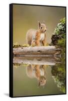 Red Squirrel (Sciurus Vulgaris) at Woodland Pool, Scotland, UK, November-Mark Hamblin-Framed Stretched Canvas