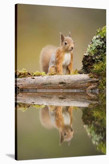 Red Squirrel (Sciurus Vulgaris) at Woodland Pool, Scotland, UK, November-Mark Hamblin-Stretched Canvas