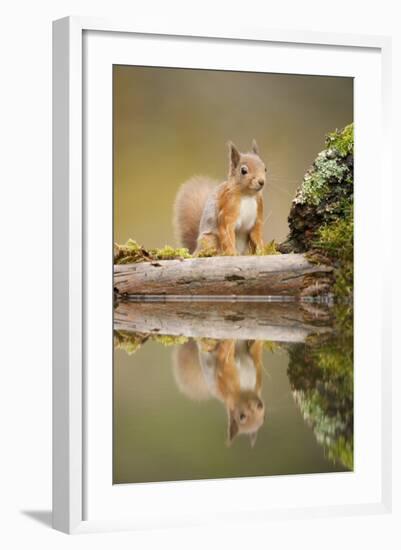 Red Squirrel (Sciurus Vulgaris) at Woodland Pool, Scotland, UK, November-Mark Hamblin-Framed Photographic Print