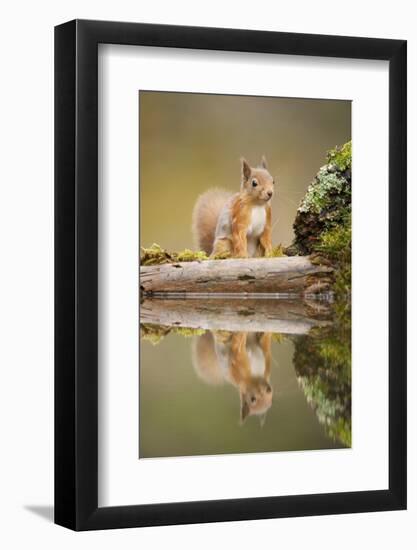 Red Squirrel (Sciurus Vulgaris) at Woodland Pool, Scotland, UK, November-Mark Hamblin-Framed Photographic Print