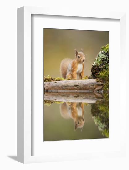 Red Squirrel (Sciurus Vulgaris) at Woodland Pool, Scotland, UK, November-Mark Hamblin-Framed Photographic Print