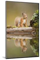 Red Squirrel (Sciurus Vulgaris) at Woodland Pool, Scotland, UK, November-Mark Hamblin-Mounted Photographic Print