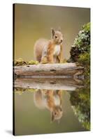 Red Squirrel (Sciurus Vulgaris) at Woodland Pool, Scotland, UK, November-Mark Hamblin-Stretched Canvas