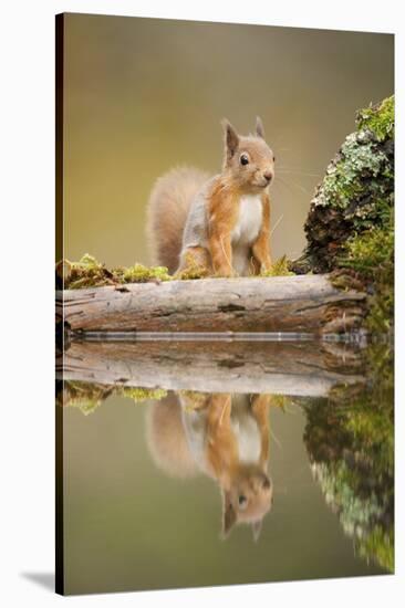Red Squirrel (Sciurus Vulgaris) at Woodland Pool, Scotland, UK, November-Mark Hamblin-Stretched Canvas