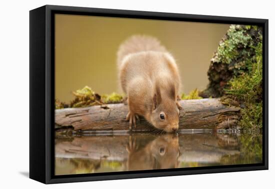 Red Squirrel (Sciurus Vulgaris) Drinking from Woodland Pool, Scotland, UK, November-Mark Hamblin-Framed Stretched Canvas