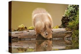 Red Squirrel (Sciurus Vulgaris) Drinking from Woodland Pool, Scotland, UK, November-Mark Hamblin-Stretched Canvas