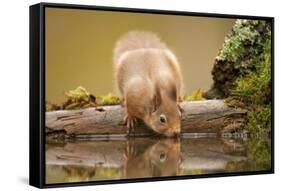 Red Squirrel (Sciurus Vulgaris) Drinking from Woodland Pool, Scotland, UK, November-Mark Hamblin-Framed Stretched Canvas