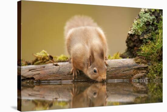 Red Squirrel (Sciurus Vulgaris) Drinking from Woodland Pool, Scotland, UK, November-Mark Hamblin-Stretched Canvas