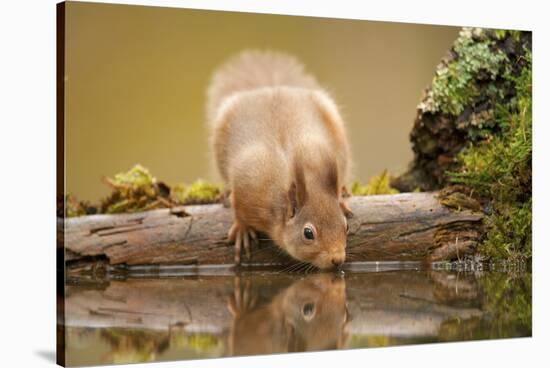 Red Squirrel (Sciurus Vulgaris) Drinking from Woodland Pool, Scotland, UK, November-Mark Hamblin-Stretched Canvas