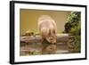 Red Squirrel (Sciurus Vulgaris) Drinking from Woodland Pool, Scotland, UK, November-Mark Hamblin-Framed Photographic Print