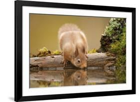 Red Squirrel (Sciurus Vulgaris) Drinking from Woodland Pool, Scotland, UK, November-Mark Hamblin-Framed Photographic Print