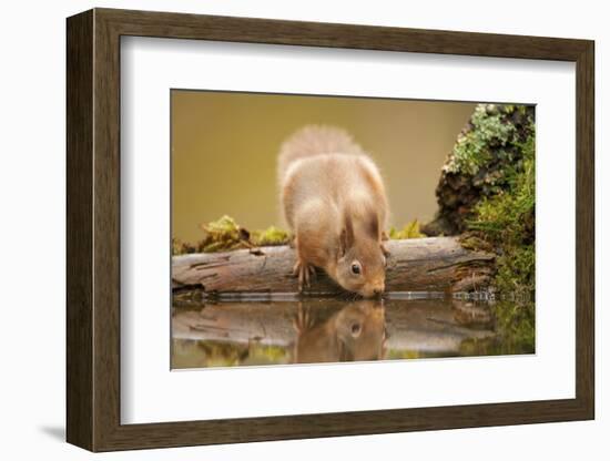 Red Squirrel (Sciurus Vulgaris) Drinking from Woodland Pool, Scotland, UK, November-Mark Hamblin-Framed Photographic Print