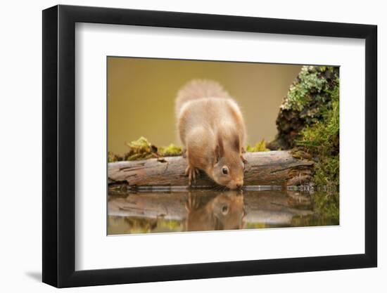 Red Squirrel (Sciurus Vulgaris) Drinking from Woodland Pool, Scotland, UK, November-Mark Hamblin-Framed Photographic Print