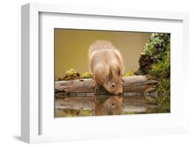 Red Squirrel (Sciurus Vulgaris) Drinking from Woodland Pool, Scotland, UK, November-Mark Hamblin-Framed Photographic Print