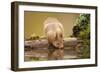 Red Squirrel (Sciurus Vulgaris) Drinking from Woodland Pool, Scotland, UK, November-Mark Hamblin-Framed Photographic Print