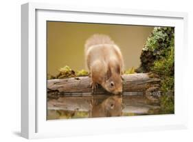 Red Squirrel (Sciurus Vulgaris) Drinking from Woodland Pool, Scotland, UK, November-Mark Hamblin-Framed Photographic Print