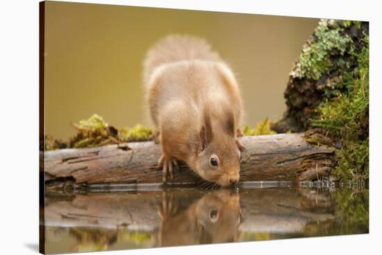 Red Squirrel (Sciurus Vulgaris) Drinking from Woodland Pool, Scotland, UK, November-Mark Hamblin-Stretched Canvas