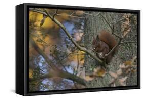 Red Squirrel (Sciurus Vulgaris) Feeding, Klampenborg Dyrehaven, Denmark, October 2008-Möllers-Framed Stretched Canvas