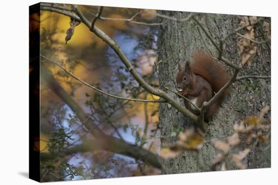 Red Squirrel (Sciurus Vulgaris) Feeding, Klampenborg Dyrehaven, Denmark, October 2008-Möllers-Stretched Canvas